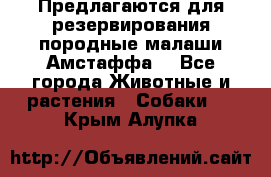 Предлагаются для резервирования породные малаши Амстаффа  - Все города Животные и растения » Собаки   . Крым,Алупка